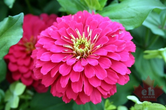 Community Flower Gardens