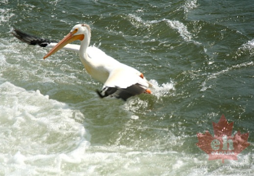 Pelican on South Saskatchewan River