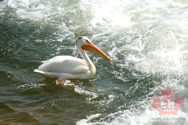 Pelicans of Saskatoon