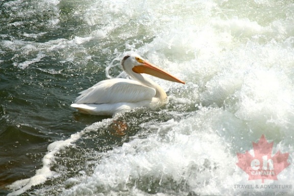Pelicans on South Saskatchewan River