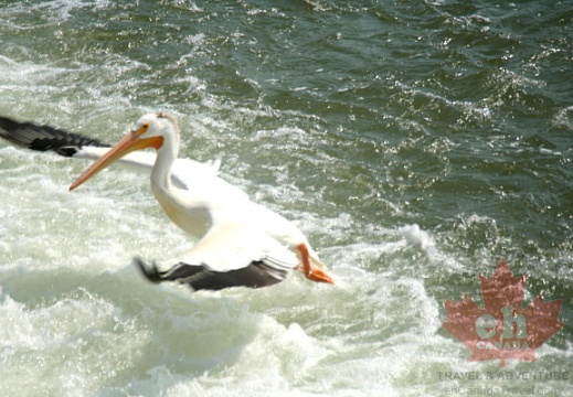 The Flight of the Pelican