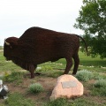 North Battleford Bison