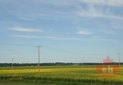 Canola Fields of the Battlefords