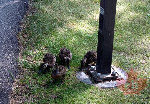 Curious Young Ducks