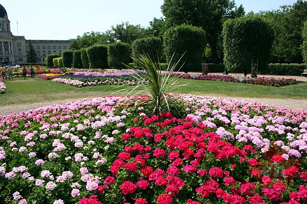 Flowers of Gardeners
