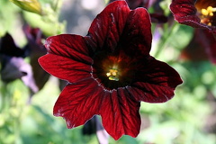 Queen Elizabeth Garden Flower