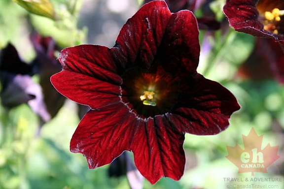 Queen Elizabeth Garden Flower