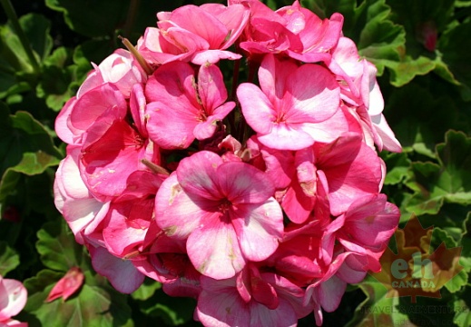 Queen Elizabeth Garden Flower
