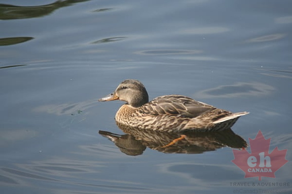 Ducks Unlimited in Regina