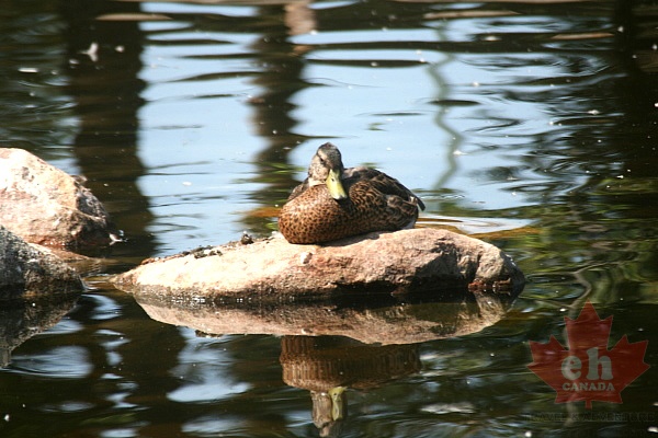 ducks20090801_400001.JPG