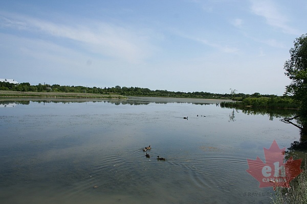 Wascana Lake & Waterfowl in Regina