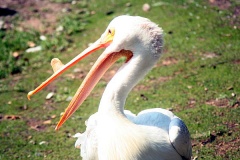 Pelican Patroling its Turf