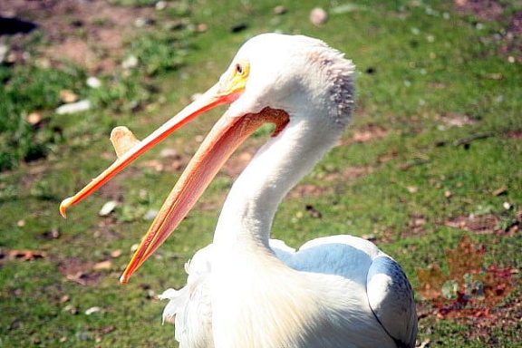Pelican Patroling its Turf