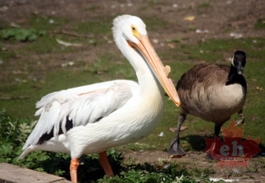 Pelican & Goose in Regina