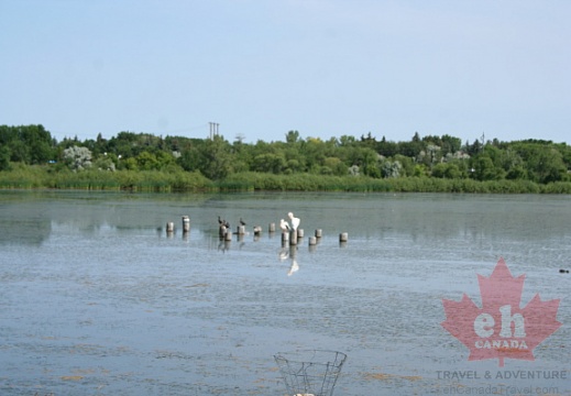 Pelican Island in Regina, Saskatchewan