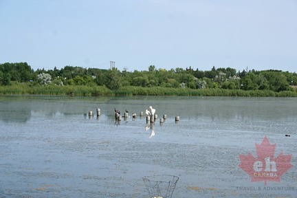 Pelican Island in Regina, Saskatchewan