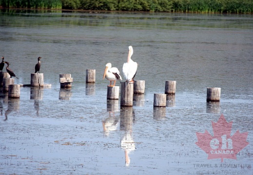 Display Ponds Pelican Sighting