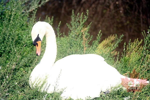 A Little Piece of Swan Heaven in Regina