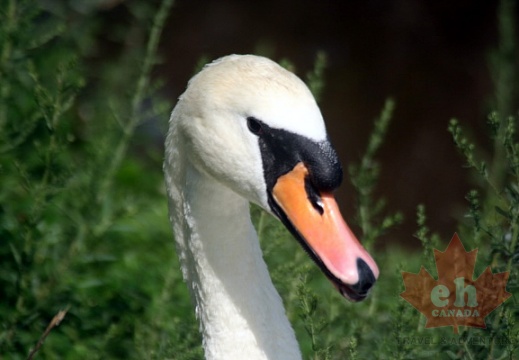 Poser Swan in Regina