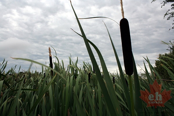 Cattails in Moose Jaw