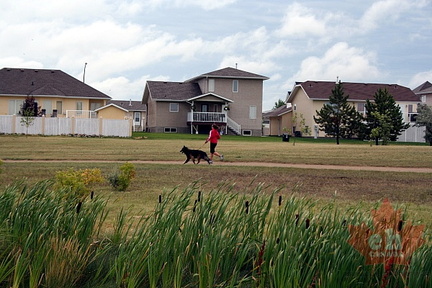 Dog Jogging in Moose Jaw