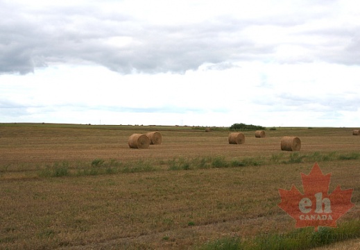 Rolling Hay in Moose Jaw