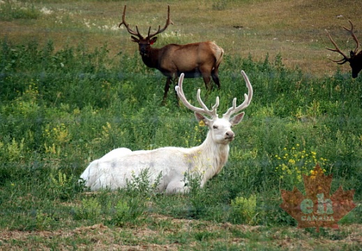 What a White Elk