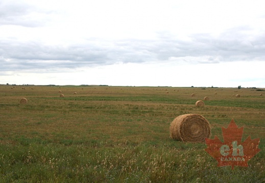 Hay Fields of Saskatchewan