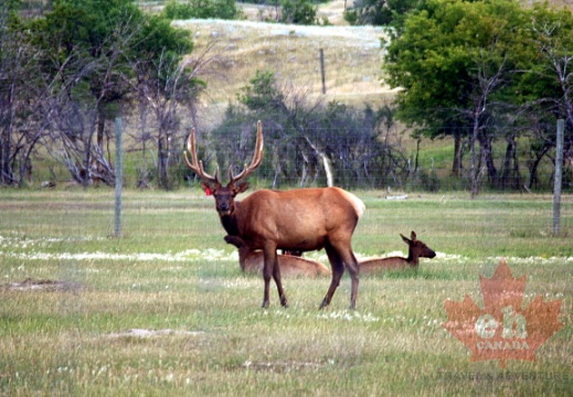 Elk in Saskatchewan