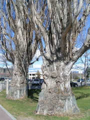 Big Old Trees