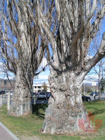 Big Old Trees