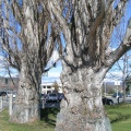 Big Old Trees
