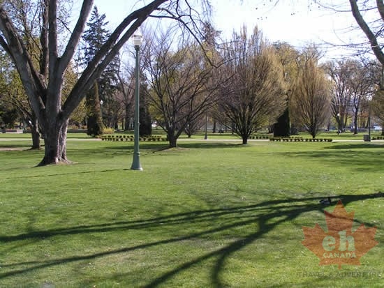 Grass Lawns