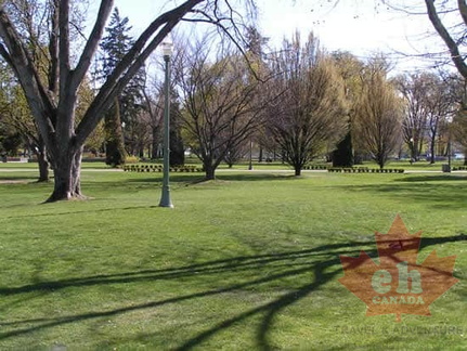 Grass Lawns