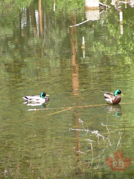Ducks