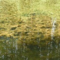 Reflections