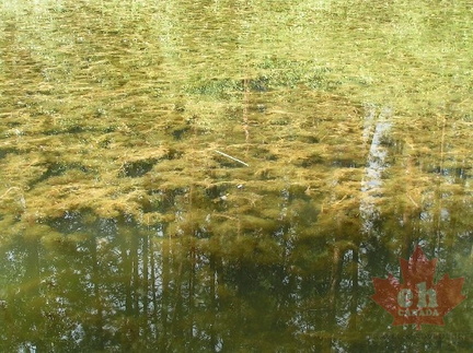 Reflections