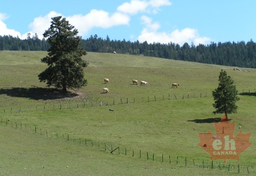 Farm Fields