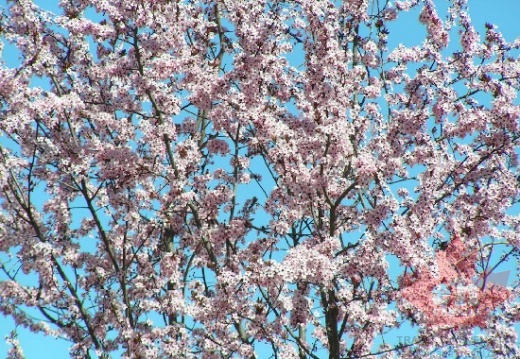 Blossoms