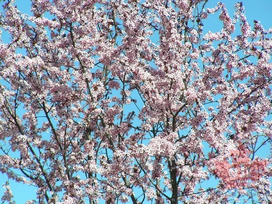 oyama_blossoms_april.jpg