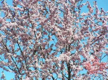 Blossoms