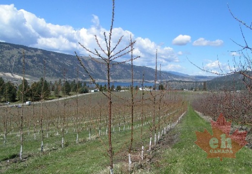 Oyama Orchards