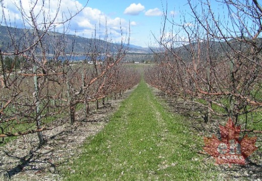 Orchard Rows