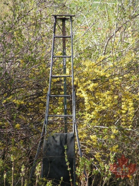oyama_old_wooden_pickers_ladder_april.jpg