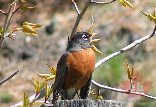 Lake Country Robin