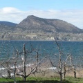 Lakeshore Orchard
