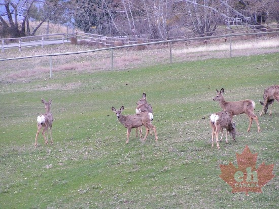 okanagan_falls_deer_april2.jpg