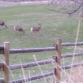 Wild Deer