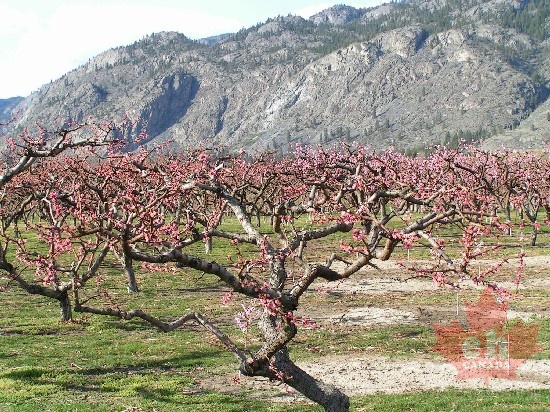 Orchard Tree