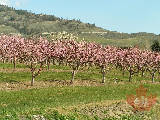 Orchard Trees
